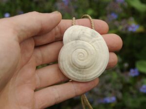 kauri snail shell